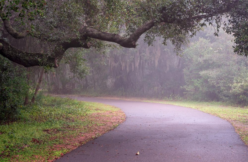 Florida woodland photograph The Path Unknown showing an early misty morning leading down a curved pathway in a Florida woodlands
