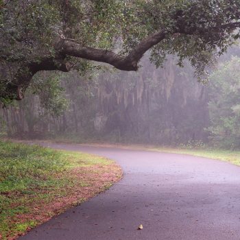 Florida woodland photograph The Path Unknown showing an early misty morning leading down a curved pathway in a Florida woodlands