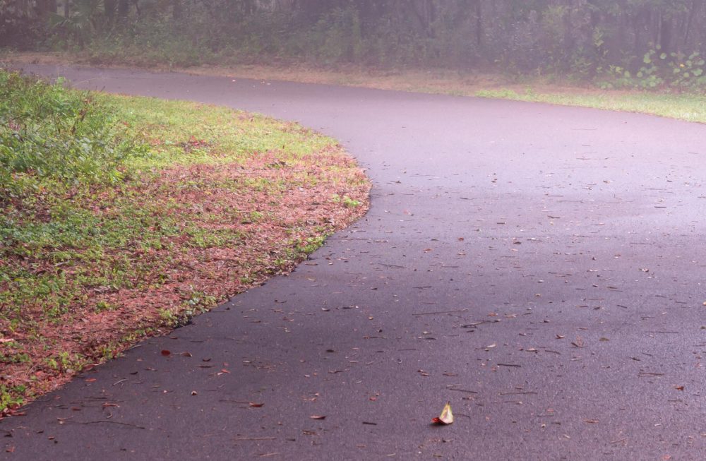 Closeup of the pathway and a leaf of the Florida woodland photograph The Path Unknown