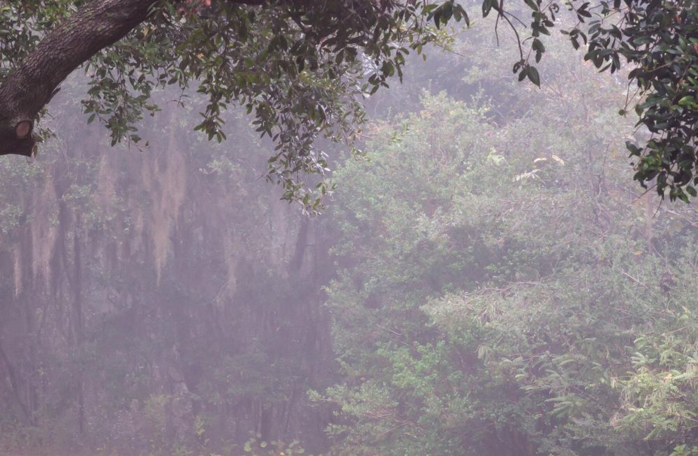 Closeup of the leaves and greenery in the mist of the Florida woodland photograph The Path Unknown