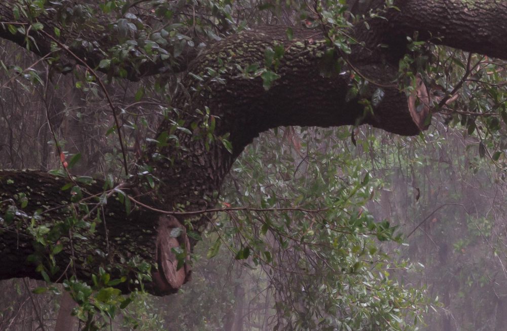 Closeup of the trunk and branches of the Florida woodland photograph The Path Unknown