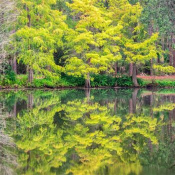A Reflective Calm; a Florida Landscape Photograph of a Lakeside at a Pinellas County Park