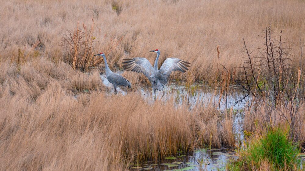 Good Morning My Love is a Florida Wildlife Photograph Of Two Birds Starting Out a Happy Morning in a Lake Marsh