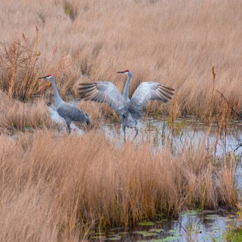 Good Morning My Love is a Florida Wildlife Photograph Of Two Birds Starting Out a Happy Morning in a Lake Marsh