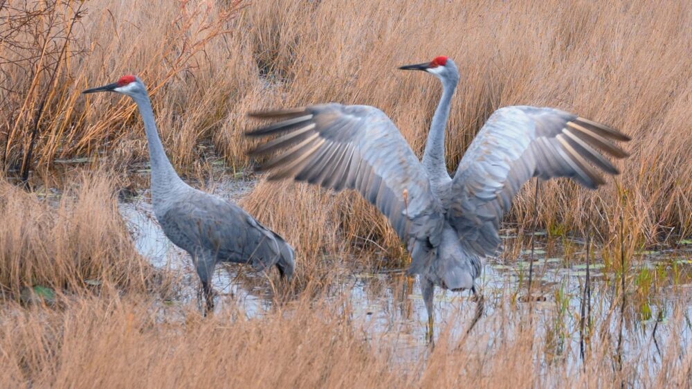 Closeup of the Birds in Good Morning My Love is a Florida Wildlife Photograph Of Two Birds Starting Out a Happy Morning in a Lake Marsh