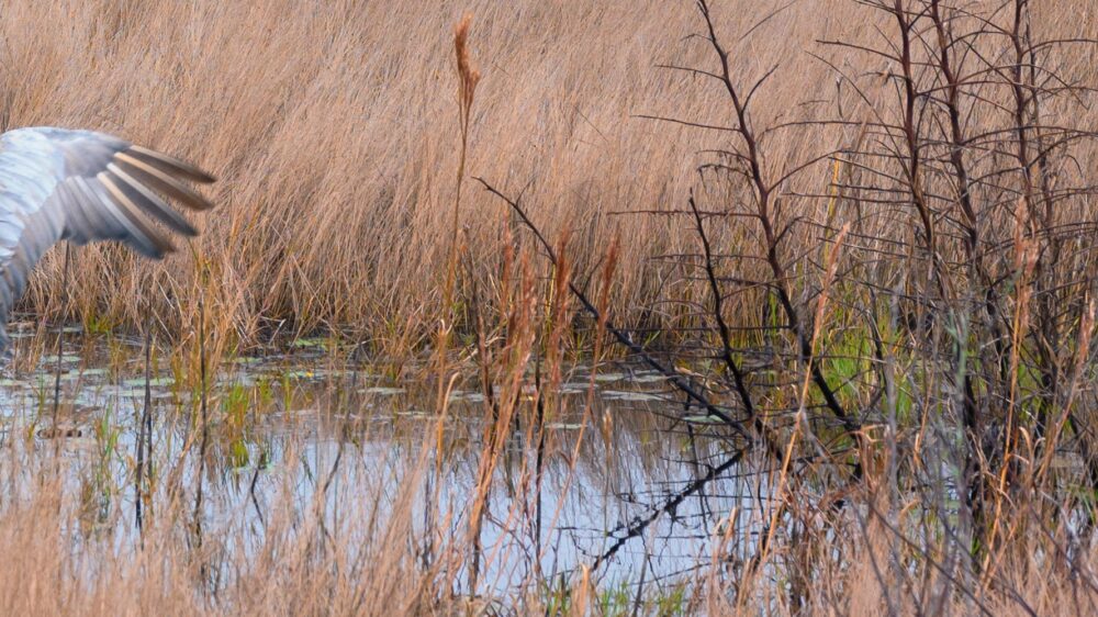 Closeup of the Marsh in Good Morning My Love - A Florida Wildlife Photograph